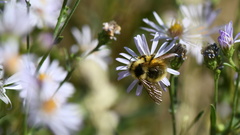 Bombus flavidus flavidus