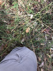 Enneapogon lindleyanus