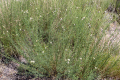 Dalea candida oligophylla