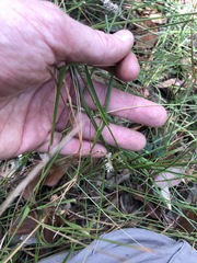 Enneapogon lindleyanus