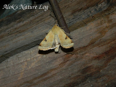 Heliothis