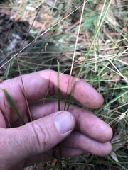 Enneapogon lindleyanus