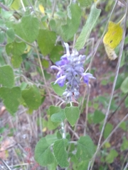 Salvia pruinosa