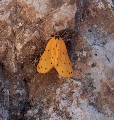Setina roscida