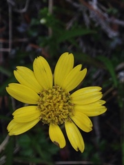 Tephroseris newcombei