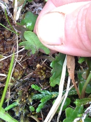 Tephroseris newcombei