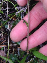 Tephroseris newcombei