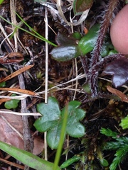 Tephroseris newcombei