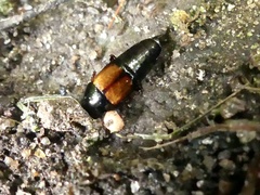 Tachinus fimbriatus