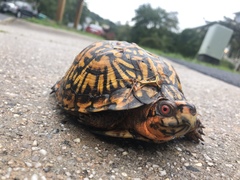 Terrapene carolina carolina