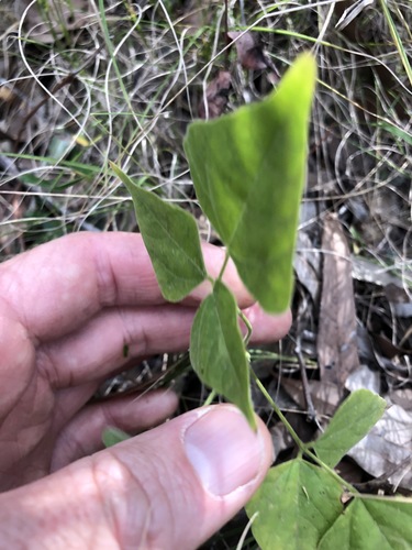 Image of Rhynchosia Acuminatissima by (c) Greg Tasney, some rights reserved (CC BY-SA)