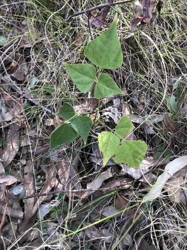Image of Ryncho (Rhynchosia acuminatissima) by (c) Greg Tasney, some rights reserved (CC BY-SA)