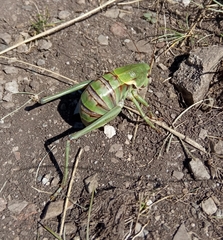 Psorodonotus fieberi