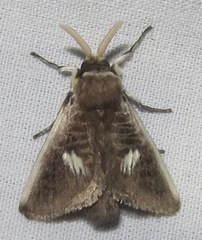 Podalia intermaculata