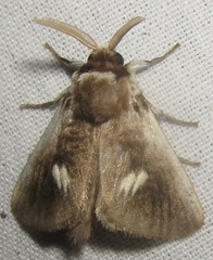 Podalia intermaculata