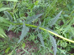 Pedicularis incarnata