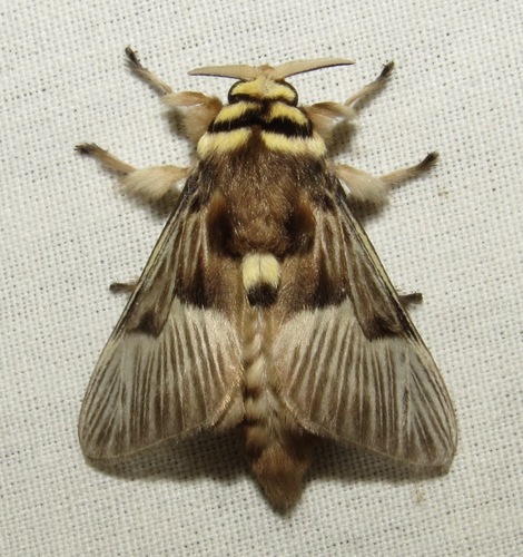 Megalopyge tharops (Stoll, 1782)