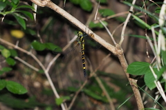 Polycanthagyna melanictera