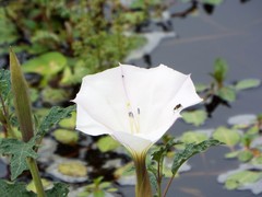 Datura ceratocaula