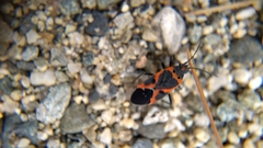 Lygaeus kalmii angustomarginatus