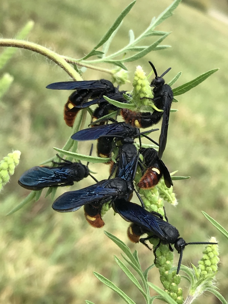 Blue-winged scoliid wasp (Scolia dubia)