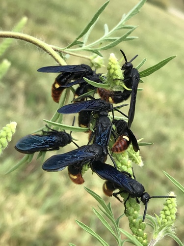 Blue-winged Scoliid Wasp photo 3