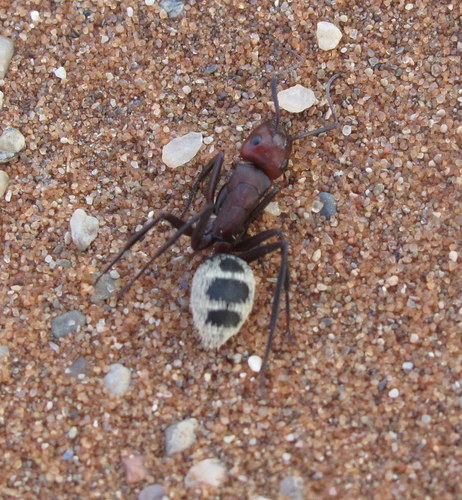 Namib Desert Dune Ant photo 5