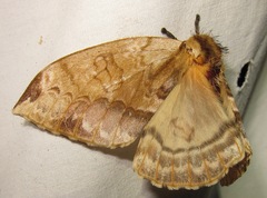 Molippa simillima