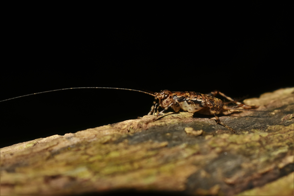 Nesitathra