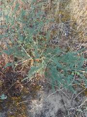 Asparagus prostratus