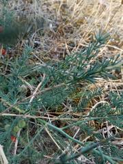 Asparagus prostratus