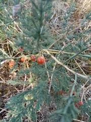 Asparagus prostratus