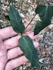 Vincetoxicum paniculatum