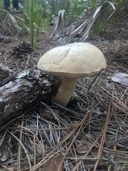 Tylopilus rhoadsiae