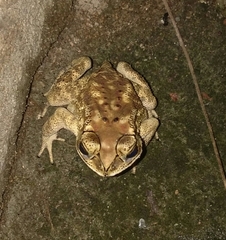 Duttaphrynus melanostictus