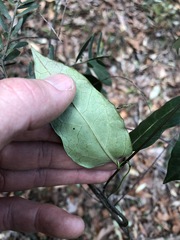 Vincetoxicum paniculatum