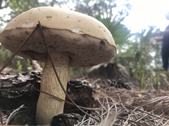 Tylopilus rhoadsiae