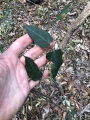 Vincetoxicum paniculatum
