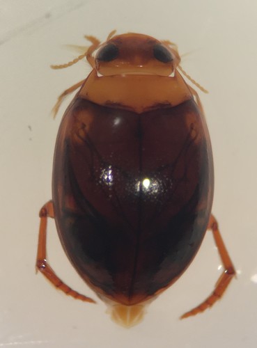 Pachydrus princeps