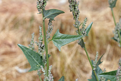 Atriplex micrantha