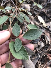 Desmodium rhytidophyllum