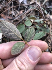Desmodium rhytidophyllum
