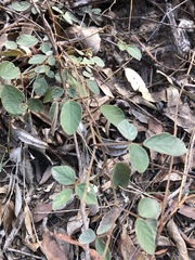 Desmodium rhytidophyllum