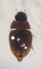 Paracymus lodingi