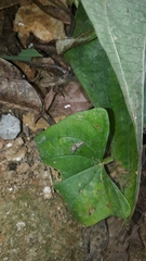 Thyene coccineovittata