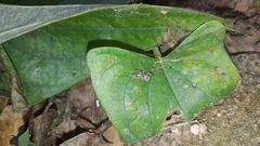 Thyene coccineovittata