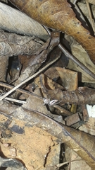 Thyene coccineovittata