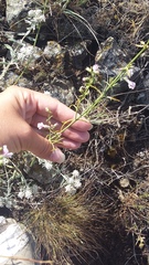 Stachys angustifolia