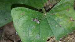 Thyene coccineovittata