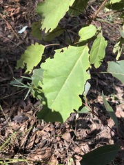 Clerodendrum floribundum